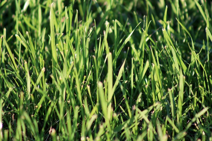 Césped: los tres clásicos que sí funcionan - Entrejardines