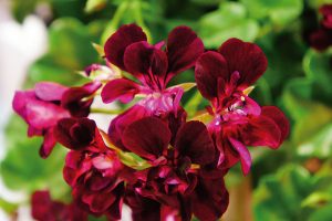 Malvones y geranios: las flores de los patios - Entrejardines -