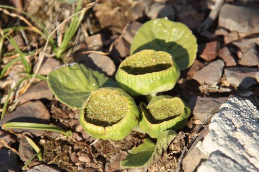 Aspecto y porte. Hierba pequeña, sin tallo aparente, con un rizoma tuberizado. Produce látex, líquido blanco que sale al quebrar una parte de la planta. Los frutos se desarrollan dentro del receptáculo, que mide de 1 a 3 cm. Fructifica en octubre.